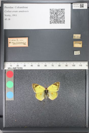 Media type: image;   Entomology 124739